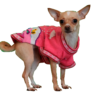 Dog Poncho