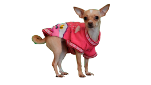 Perro poncho Dog Poncho